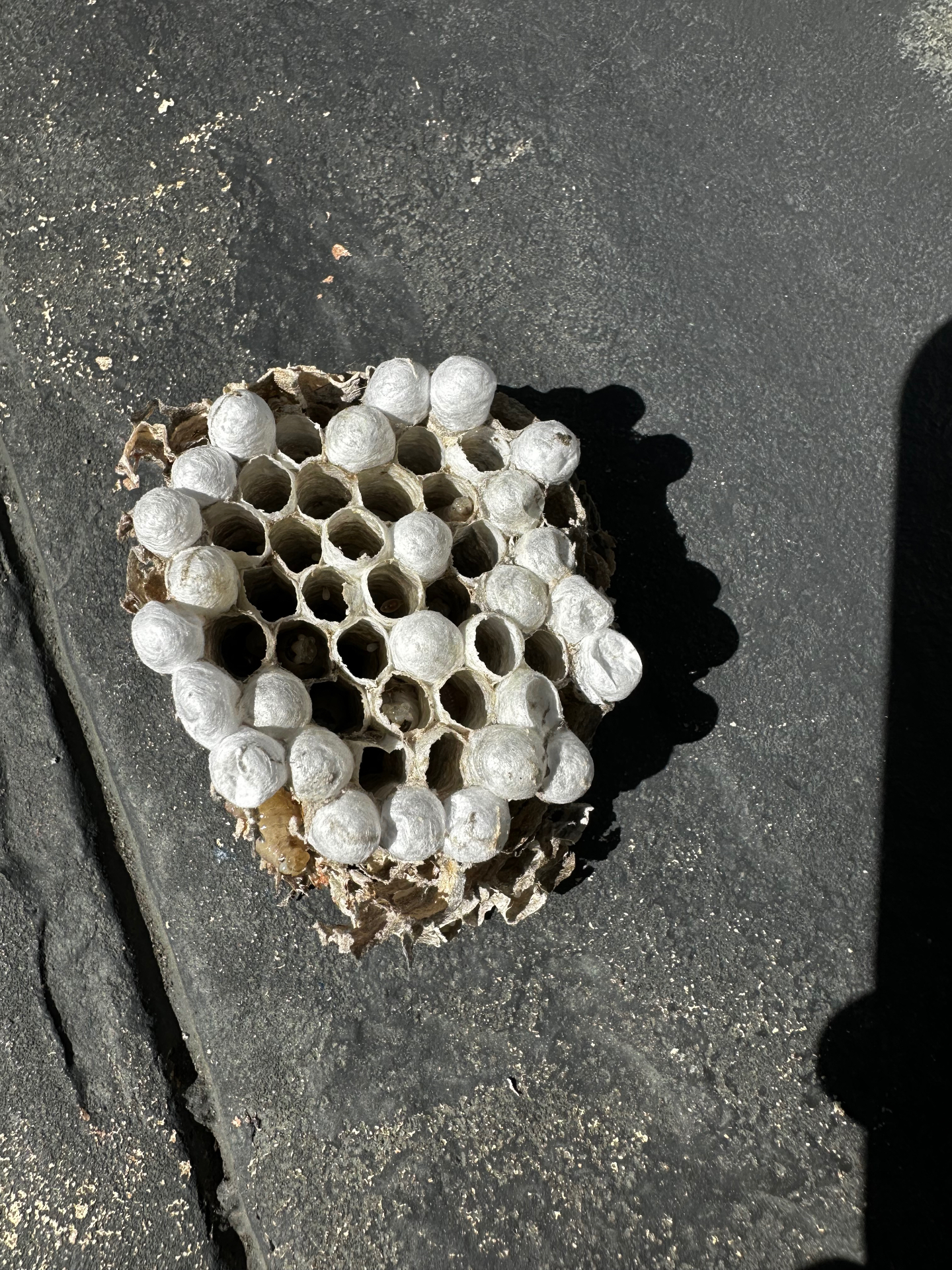 Close-up of a paper Wasp nest removed from a South Florida property