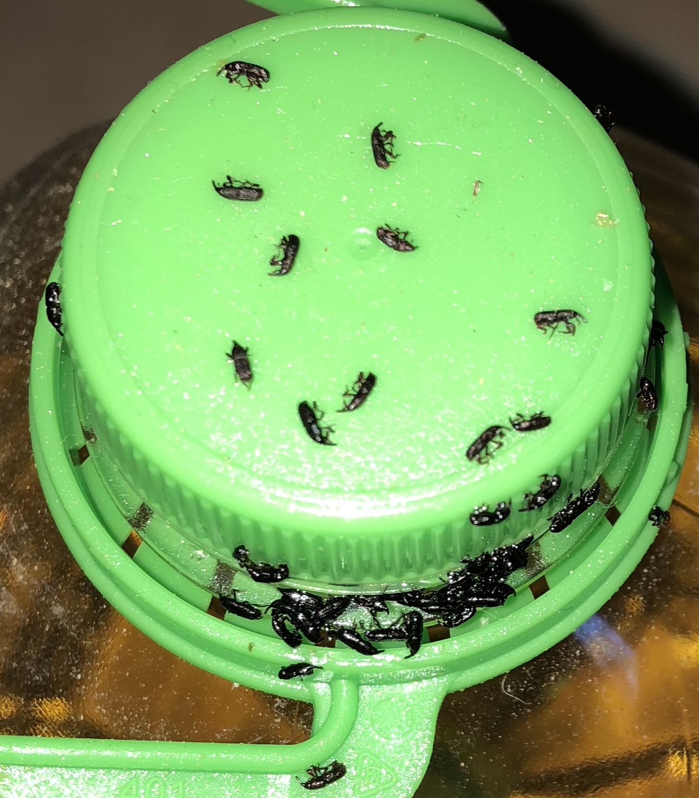 Cockroach trap with successful pest control results
