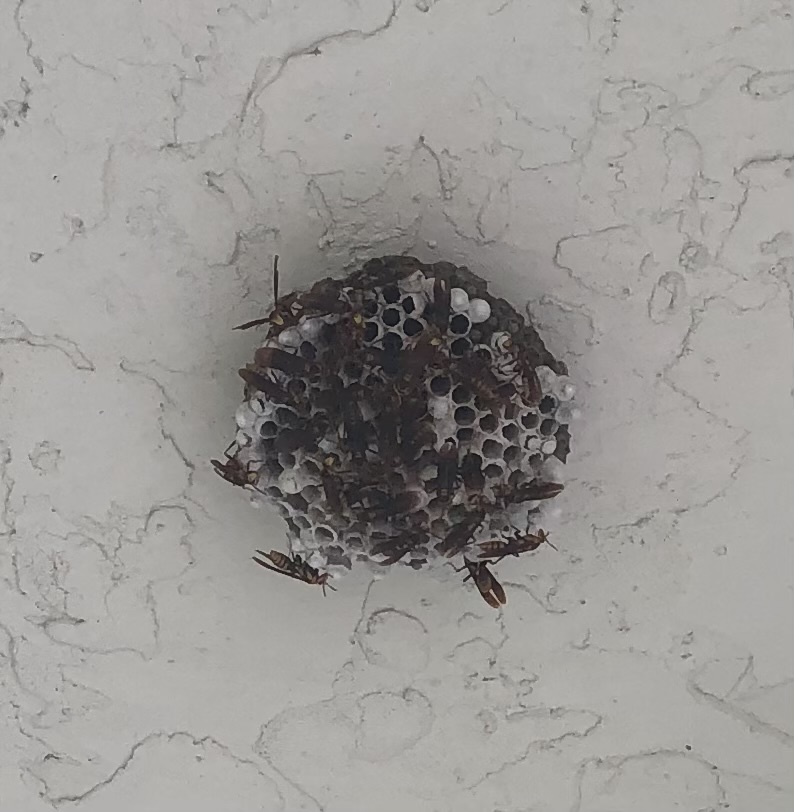 Wasp nest removal in South Florida home